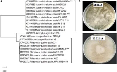 Evaluation of Different Standard Amino Acids to Enhance the Biomass, Lipid, Fatty Acid, and γ-Linolenic Acid Production in <mark class="highlighted">Rhizomucor pusillus</mark> and Mucor circinelloides